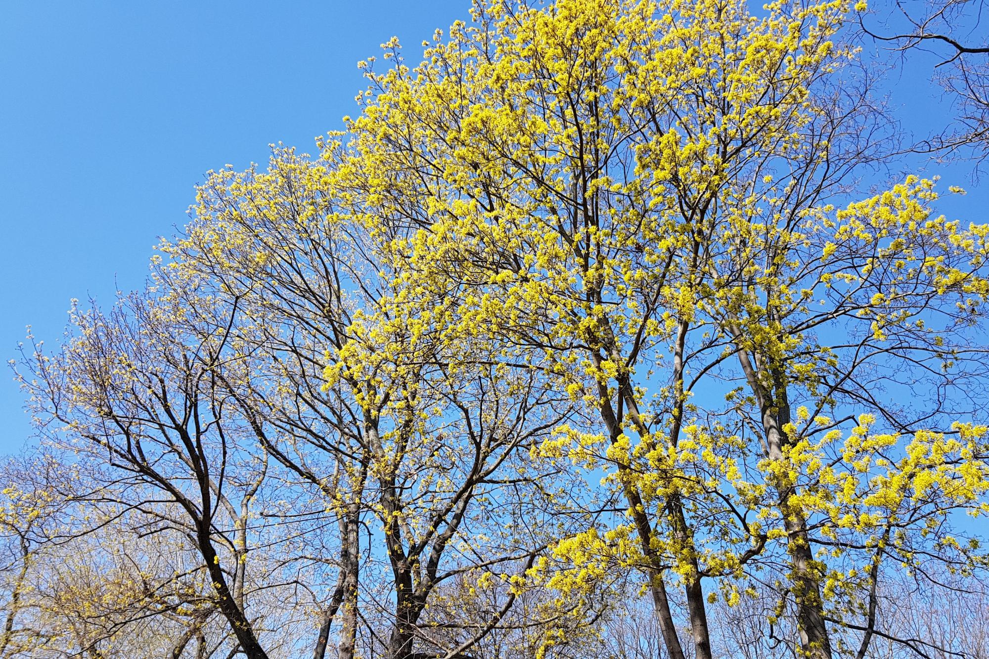 Bäume im Frühling