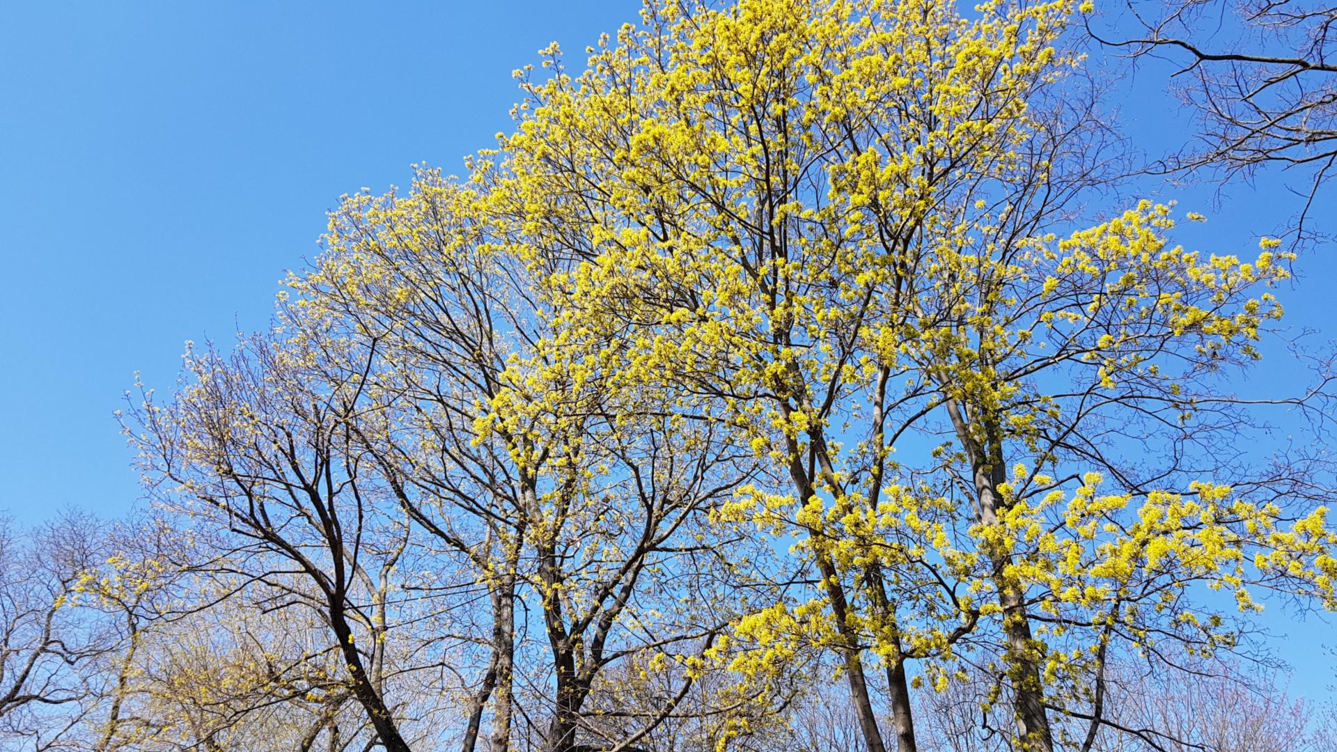 Bäume im Frühling (c) Bild: Peter Weidemann In: Pfarrbriefservice.de