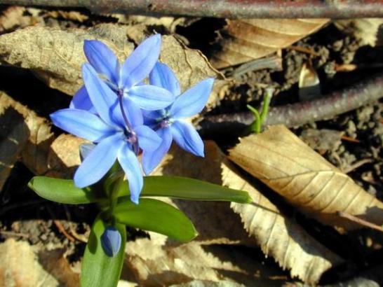 Blaue Blume (c) KAB