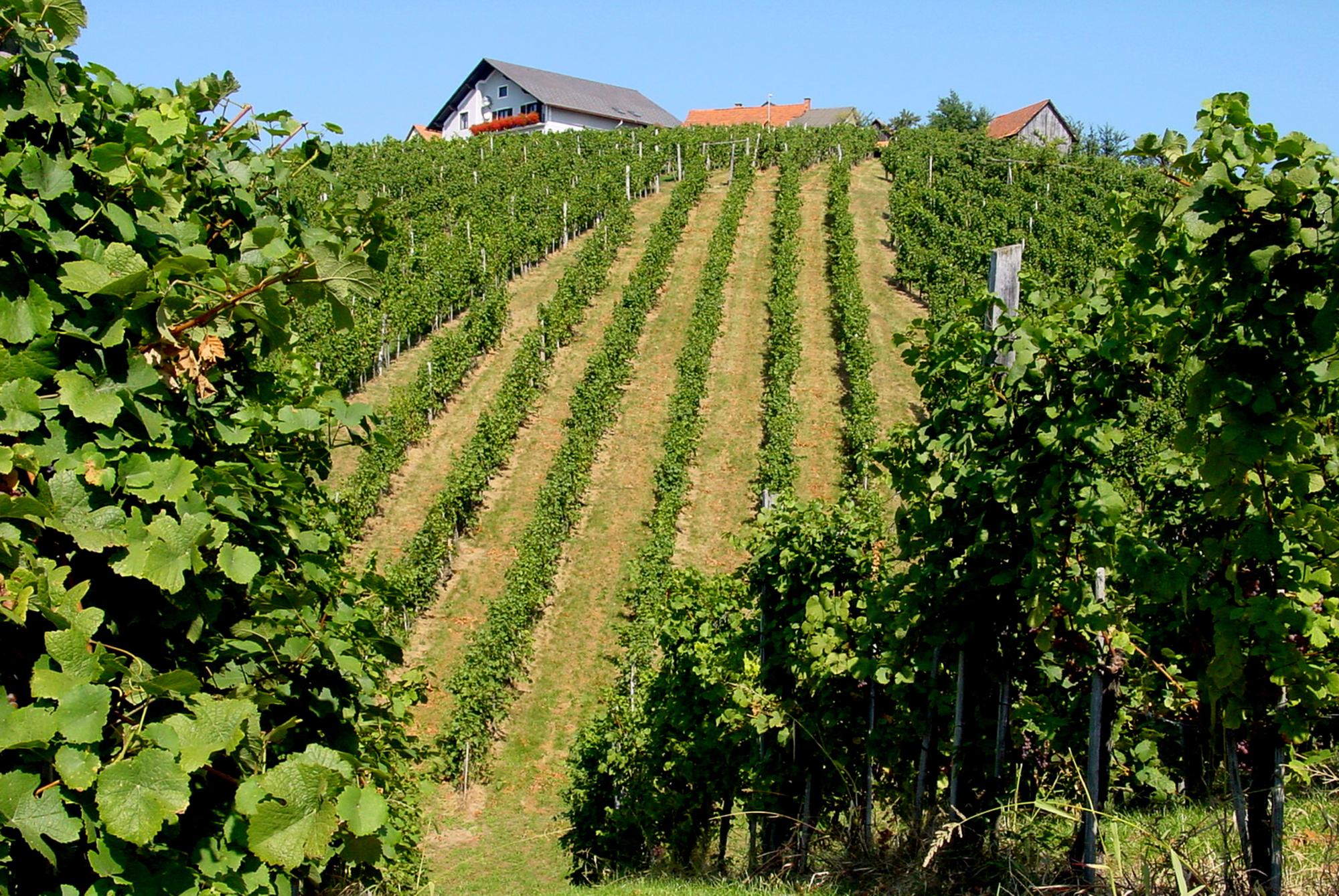 Weinberg